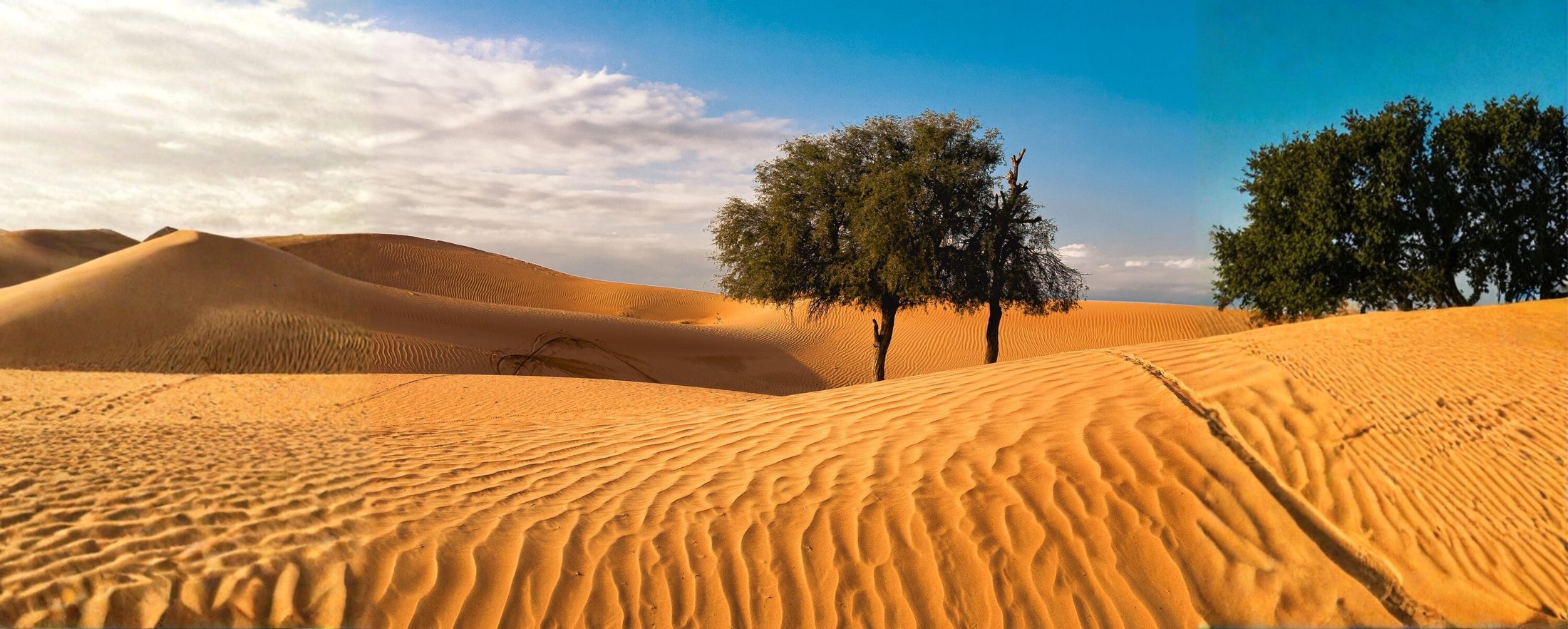 Desert dunes with ghaf trees, UAE